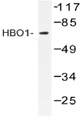 KAT7 Rabbit Polyclonal Antibody - image 1