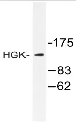 MAP4K4 Rabbit Polyclonal Antibody - image 1