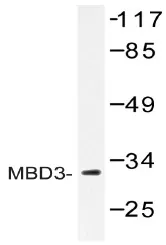 MBD3 Rabbit Polyclonal Antibody - image 1