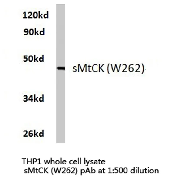CKMT2 Rabbit Polyclonal Antibody - image 1