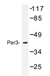 PER3 Rabbit Polyclonal Antibody - image 1