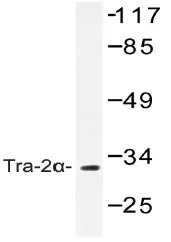 TRA2A Rabbit Polyclonal Antibody - image 1