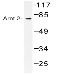 ARNT2 Rabbit Polyclonal Antibody - image 1