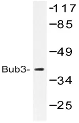 BUB3 Rabbit Polyclonal Antibody - image 1