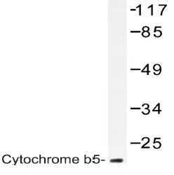 CYB5R3 Rabbit Polyclonal Antibody - image 1