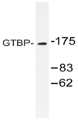 MSH6 Rabbit Polyclonal Antibody - image 1