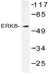 Cyclin H (CCNH) Rabbit Polyclonal Antibody - image 1