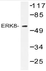 MAPK15 Rabbit Polyclonal Antibody - image 1