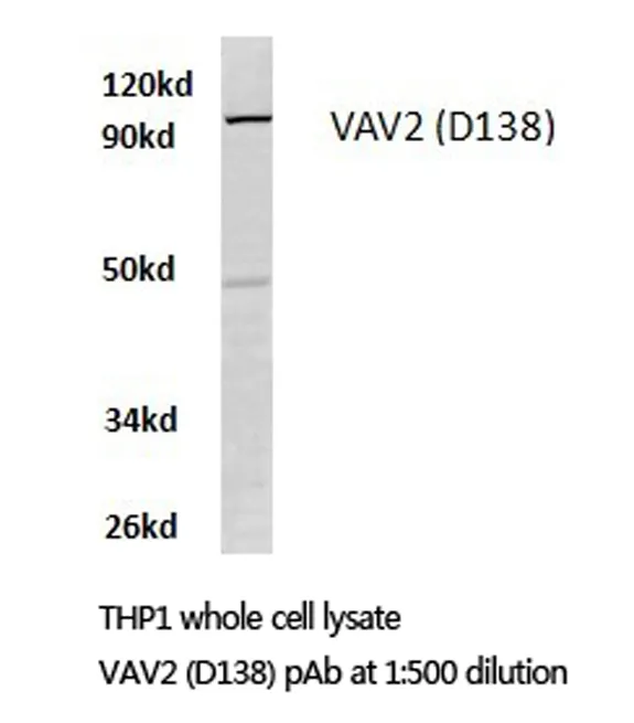 VAV2 Rabbit Polyclonal Antibody - image 1