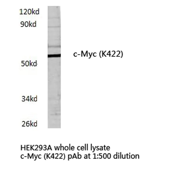 c-Myc (MYC) Rabbit Polyclonal Antibody - image 1