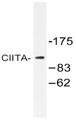 CIITA Rabbit Polyclonal Antibody - image 1