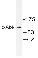 c Abl (ABL1) Rabbit Polyclonal Antibody - image 1