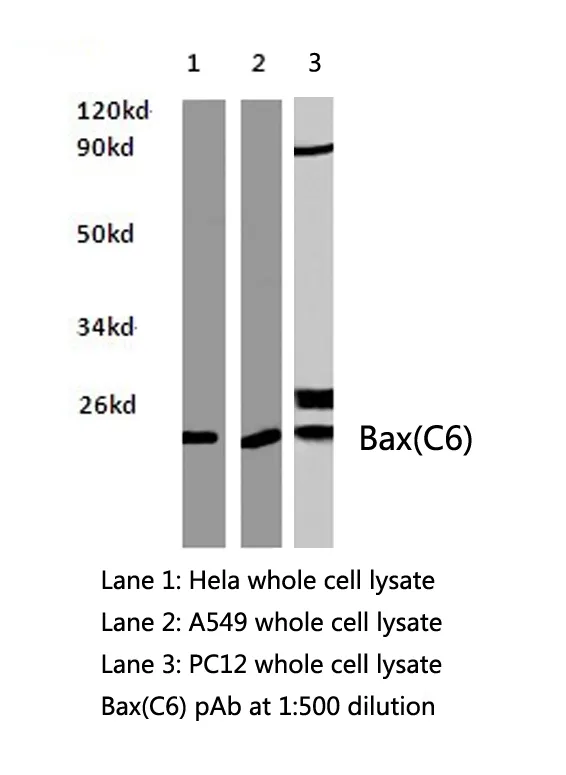 Galectin 7 (LGALS7) Rabbit Polyclonal Antibody - image 1