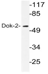 DOK2 Rabbit Polyclonal Antibody - image 1