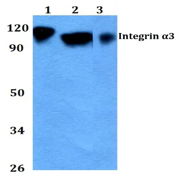 Integrin alpha 3 (ITGA3) Rabbit Polyclonal Antibody - image 1