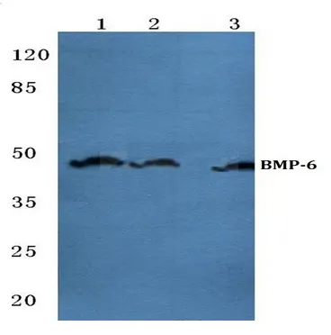BMP6 Rabbit Polyclonal Antibody - image 1