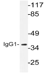 Human IgG1 Rabbit Polyclonal Antibody - image 1