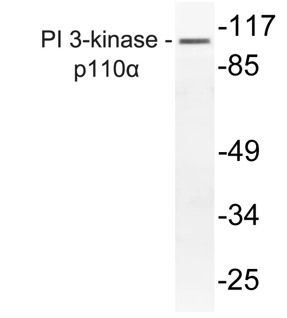 PI 3 Kinase catalytic subunit alpha (PIK3CA) Rabbit Polyclonal Antibody - image 1