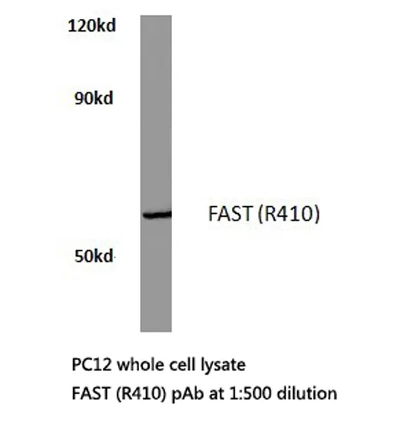 FASTK Rabbit Polyclonal Antibody - image 1