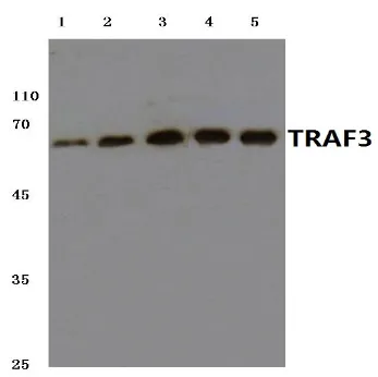 TRAF3 Rabbit Polyclonal Antibody - image 1