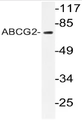 ABCG2 Rabbit Polyclonal Antibody - image 1