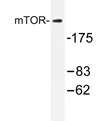 MTOR Rabbit Polyclonal Antibody - image 1