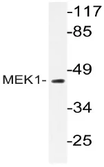 MEK1 (MAP2K1) Rabbit Polyclonal Antibody - image 1