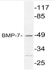 BMP7 Rabbit Polyclonal Antibody - image 1