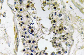 BMP8B Rabbit Polyclonal Antibody - image 1