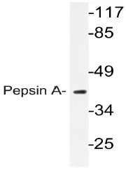 PGA3 Rabbit Polyclonal Antibody - image 1