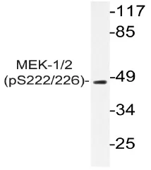 MEK1 (MAP2K1) pSer222 (+MAP2K2 pSer226) Rabbit Polyclonal Antibody - image 1