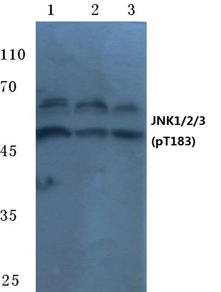 JNK1 (MAPK8) pThr183 Rabbit Polyclonal Antibody - image 1