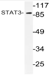 STAT3 Rabbit Polyclonal Antibody - image 1