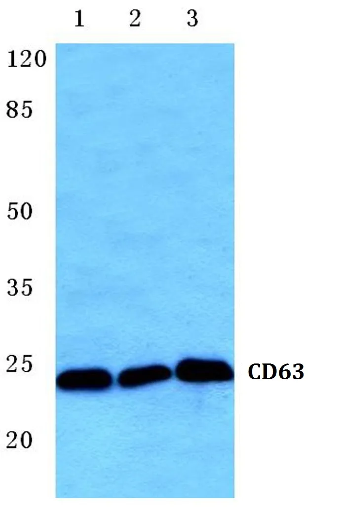 CD63 Rabbit Polyclonal Antibody - image 1
