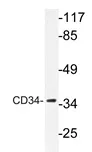 CD34 Rabbit Polyclonal Antibody - image 1