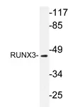 RUNX3 Rabbit Polyclonal Antibody - image 1