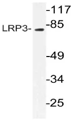 LRP3 Rabbit Polyclonal Antibody - image 1