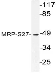 MRPS27 Rabbit Polyclonal Antibody - image 1