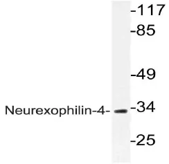 NXPH4 Rabbit Polyclonal Antibody - image 1