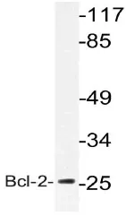 BCL2 Rabbit Polyclonal Antibody - image 1