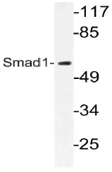 SMAD1 Rabbit Polyclonal Antibody - image 1