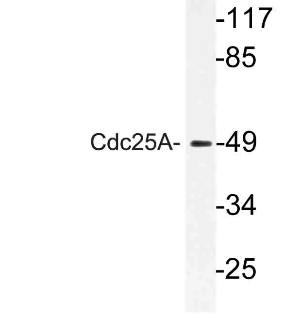 CDC25A Rabbit Polyclonal Antibody - image 1