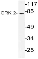 GRK2 Rabbit Polyclonal Antibody - image 1