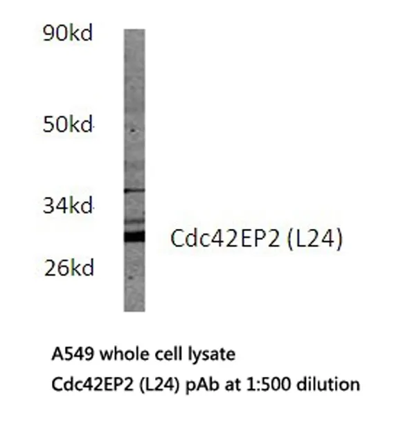 CDC42EP2 Rabbit Polyclonal Antibody - image 1
