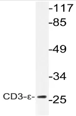 CD3E Rabbit Polyclonal Antibody - image 1