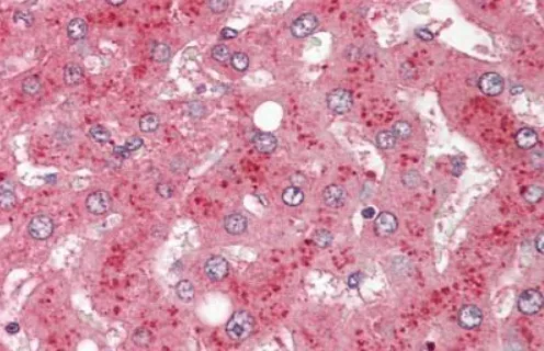 Complement factor B (CFB) Goat Polyclonal Antibody - image 1