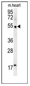 SCARA5 (C-term) Rabbit Polyclonal Antibody - image 1
