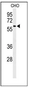 CAVIN2 (Center) Rabbit Polyclonal Antibody - image 1