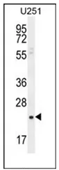 SIAH3 (C-term) Rabbit Polyclonal Antibody - image 1