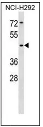 SIGLEC14 (N-term) Rabbit Polyclonal Antibody - image 1
